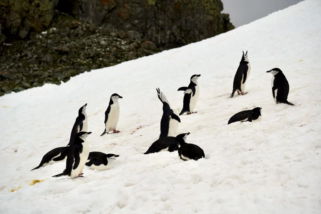 Half Moon Bay Antarctica - 27.jpeg