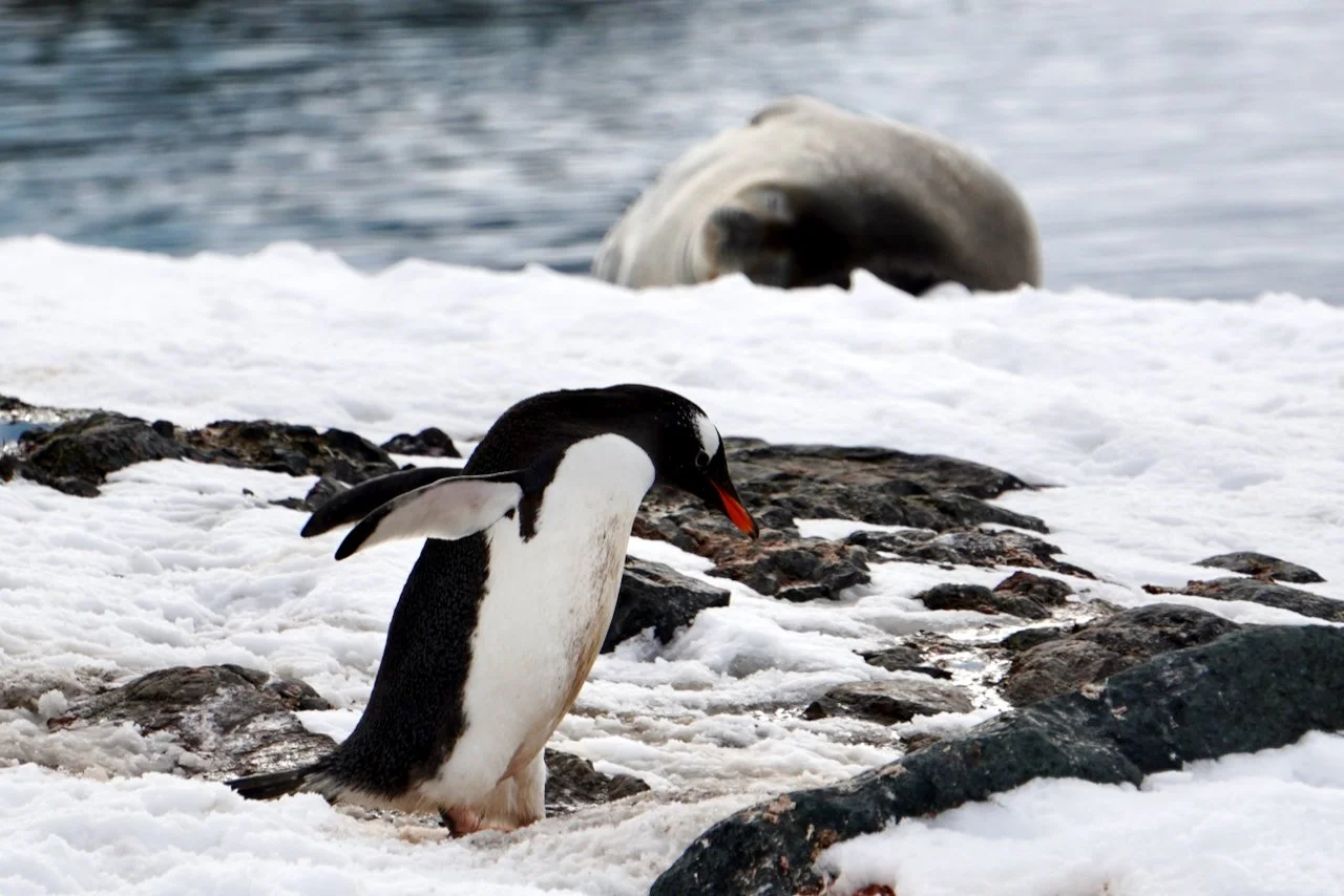 That's a fur seal sleeping in the background