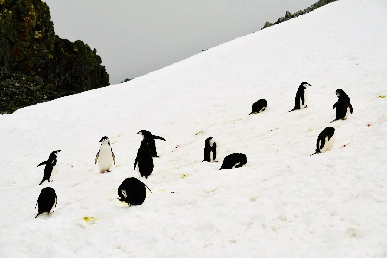 Half Moon Bay Antarctica - 74.jpeg