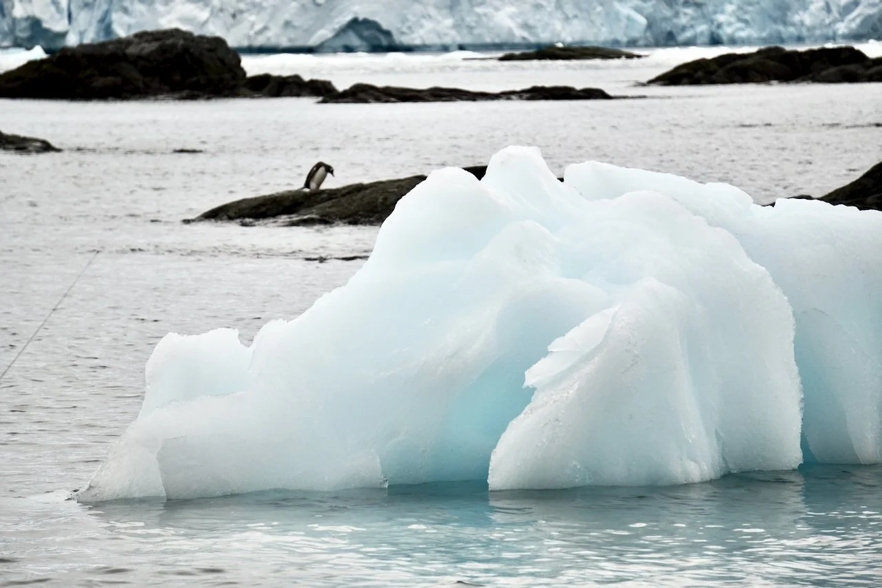 DHainaut Island Mikkelson Harbour - 86.jpeg