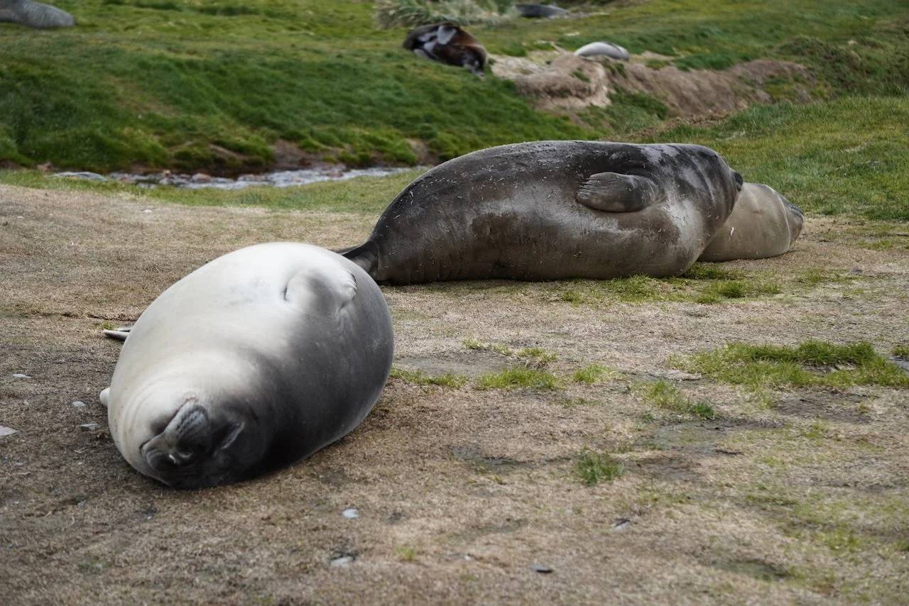 Grytviken South Georgia - 35.jpeg