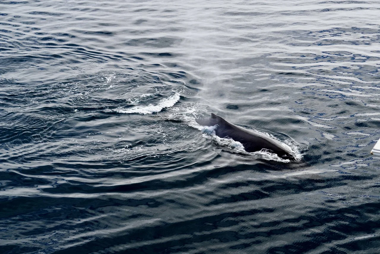Elephant Island Sea Ice Humpback + Fin Whales - 148.jpeg