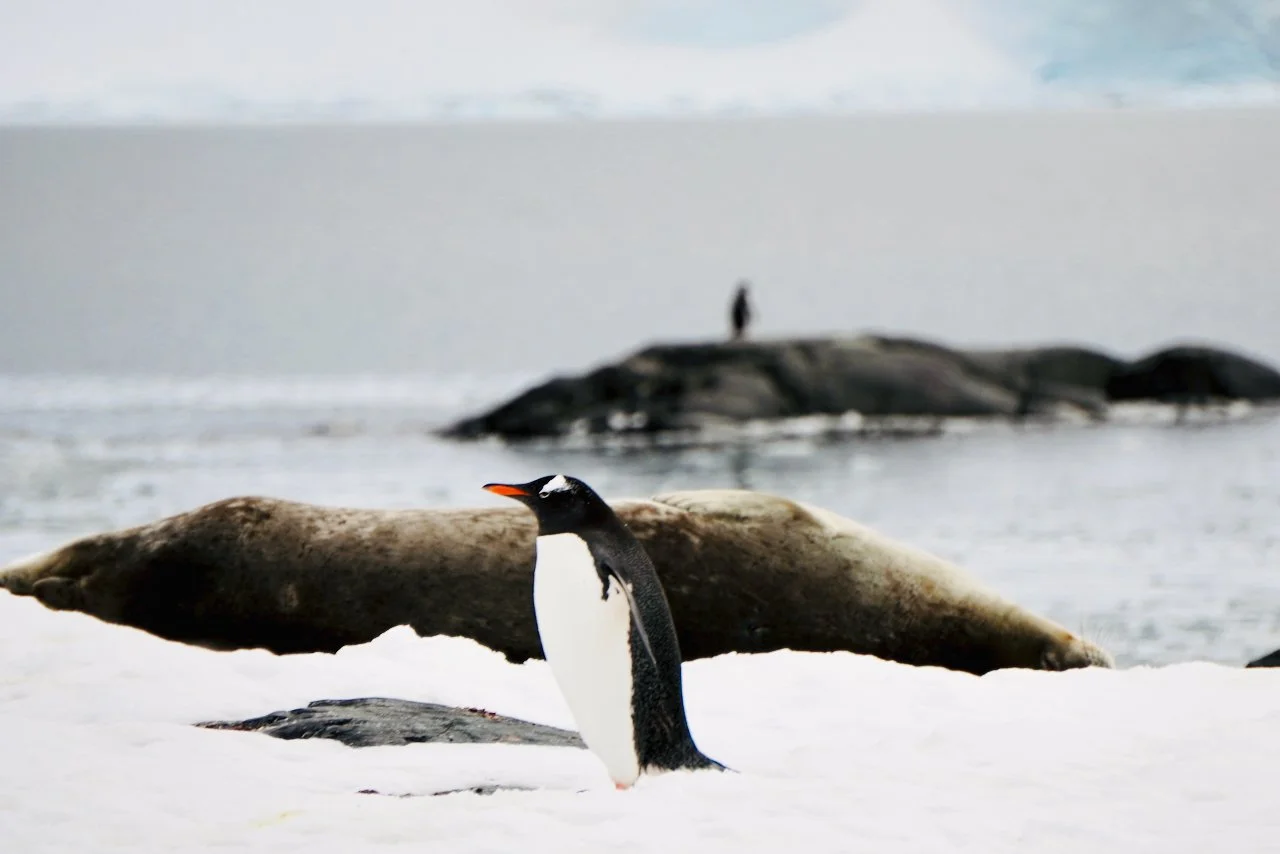DHainaut Island Mikkelson Harbour - 92.jpeg