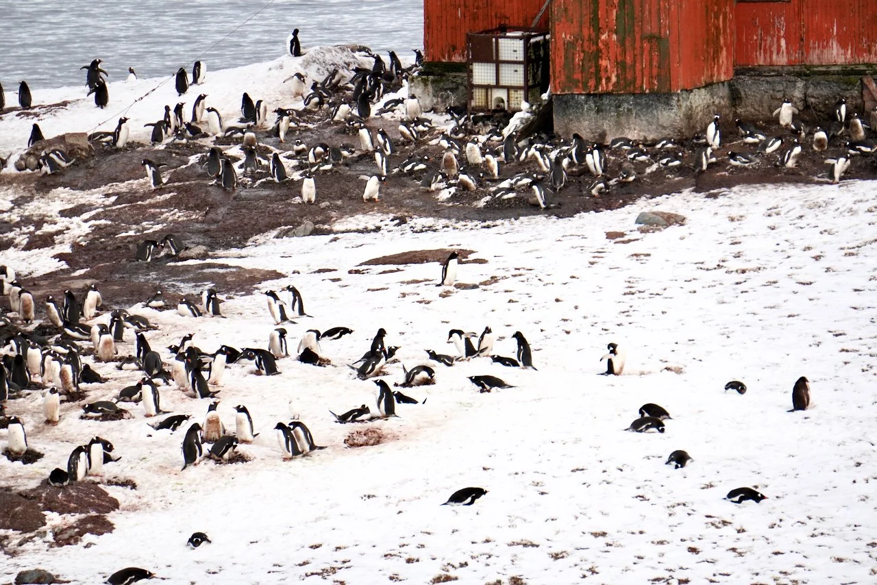 DHainaut Island Mikkelson Harbour - 46.jpeg