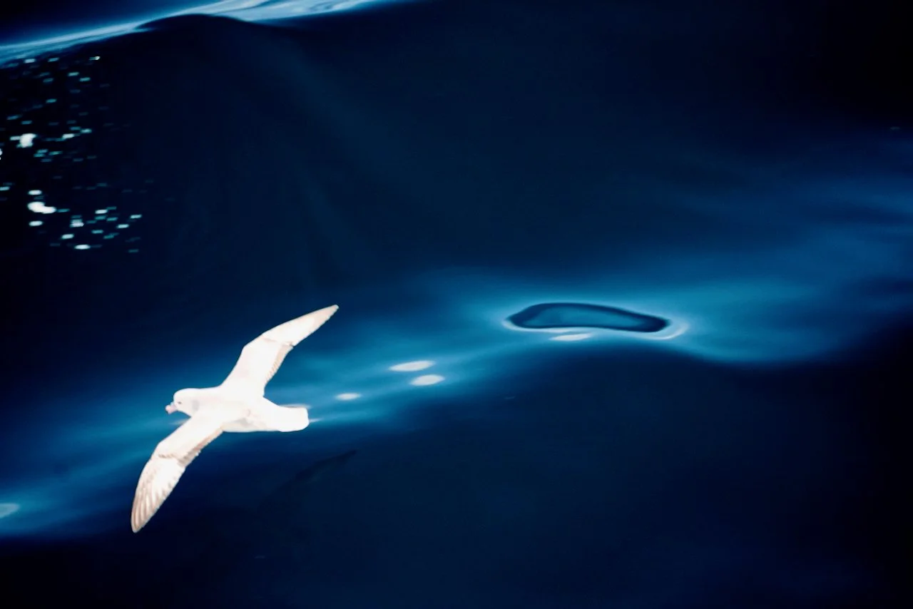 Elephant Island Sea Ice Humpback + Fin Whales - 62.jpeg