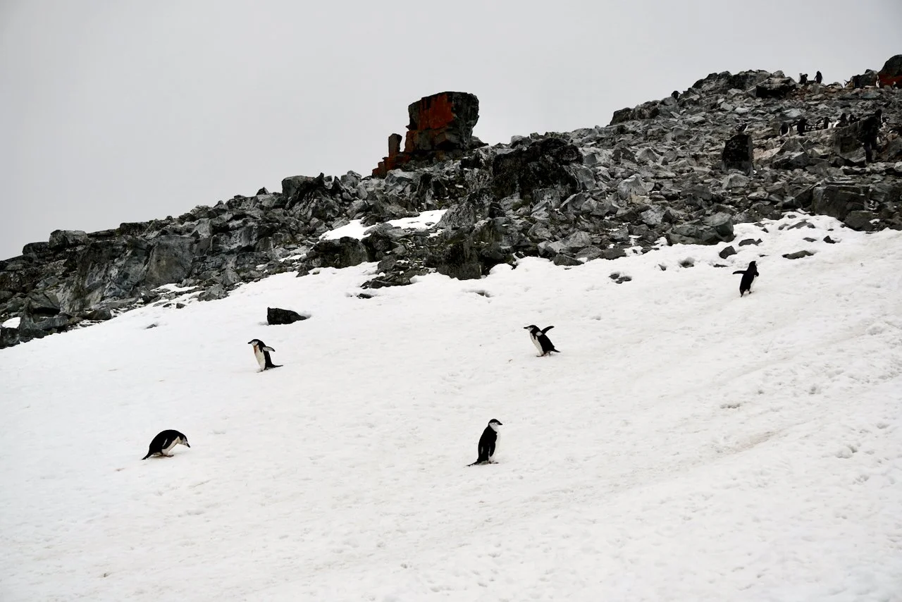 They're walking the "penguin highways", the path they make from their nest to shore and back. 