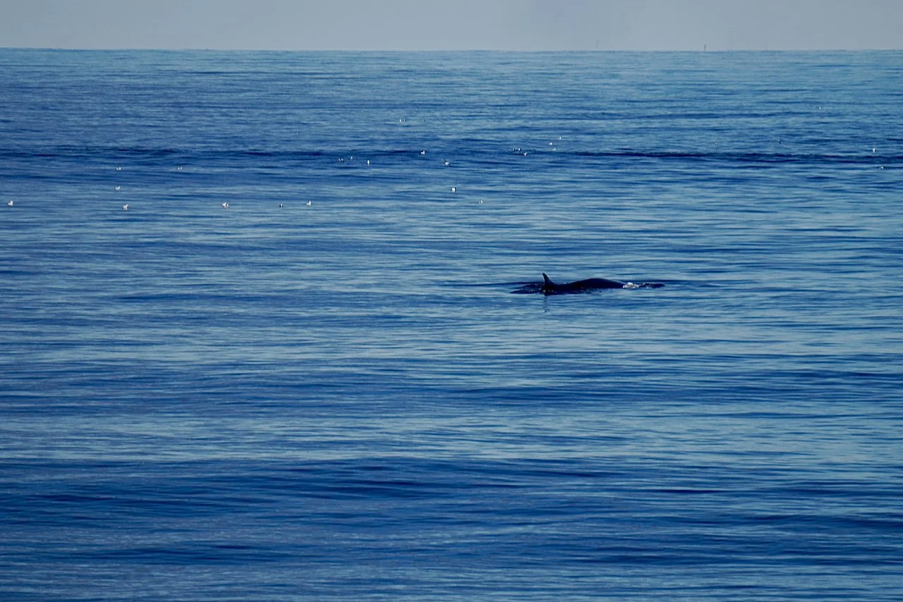 Elephant Island Sea Ice Humpback + Fin Whales - 55.jpeg