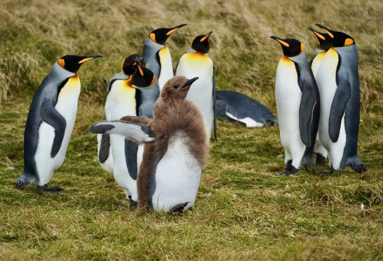 This fluff nugget is in the middle of its catastrophic molt, shedding its non-waterproof feathers over a 2-4 week period. During that time, they fast on land until their adult, waterproof feathers come in.