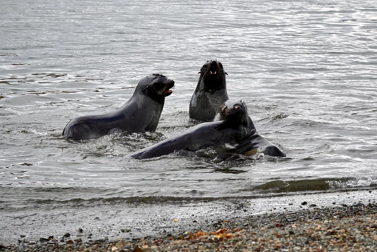 Grytviken South Georgia - 76.jpeg