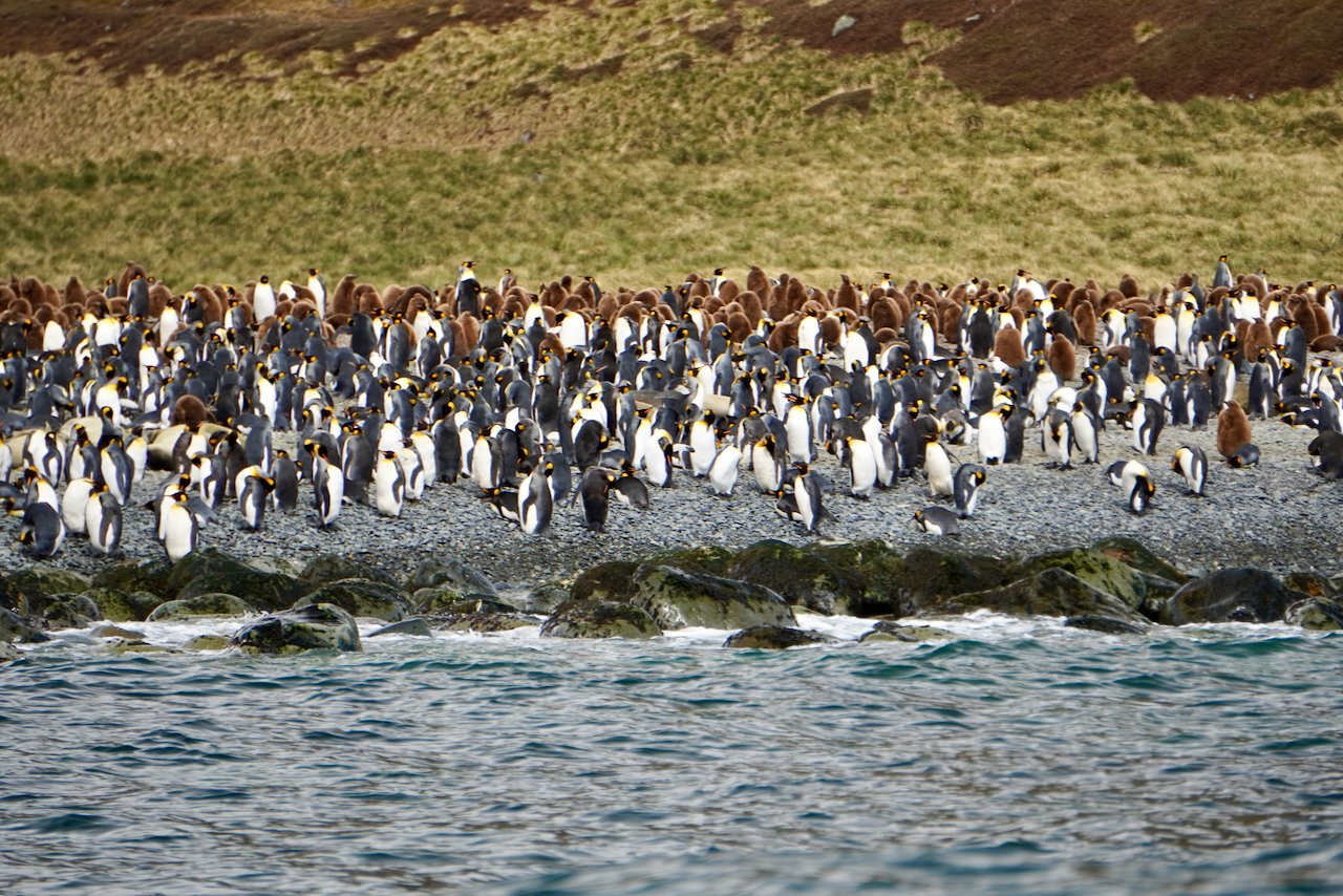 Royal Bay South Georgia - 12.jpeg