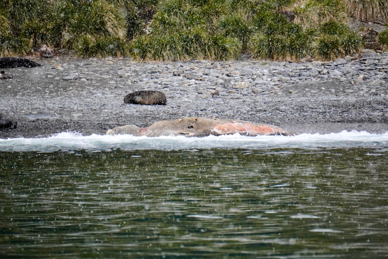 Though the weather wasn't great, our guide managed to get us close enough to see a dead elephant seal on the shore.  