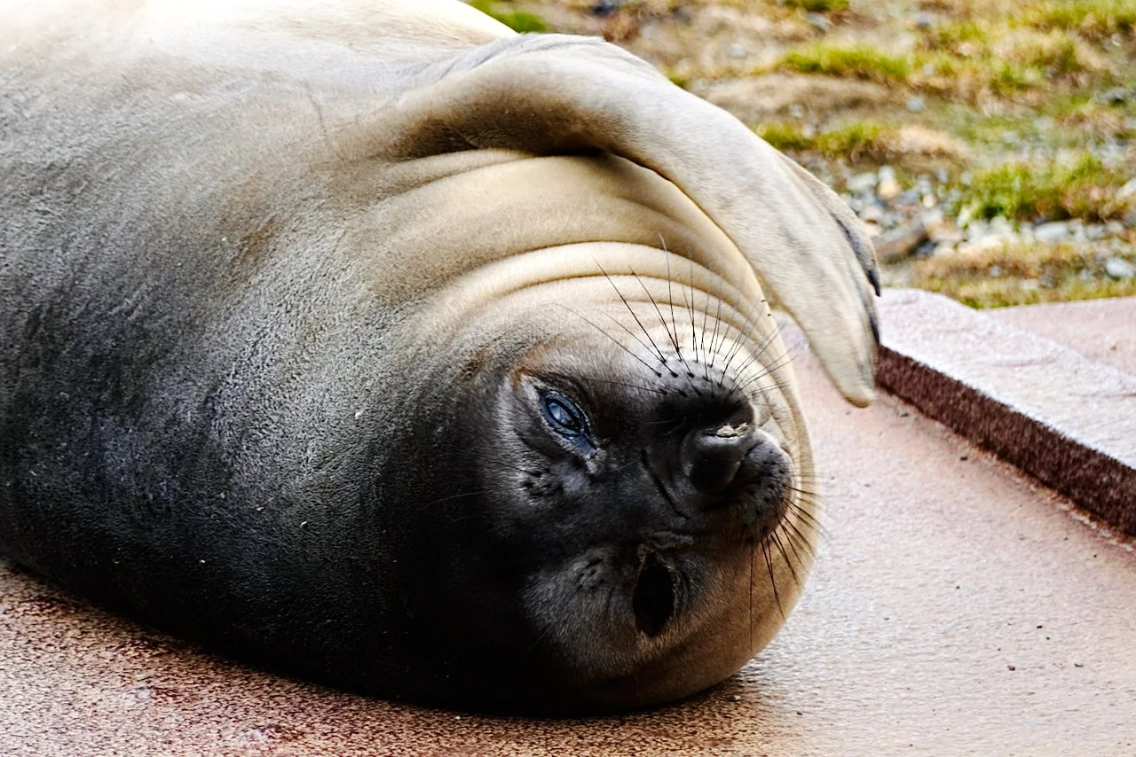 Grytviken South Georgia - 86.jpeg