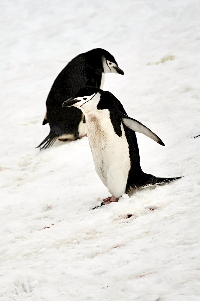 Half Moon Bay Antarctica - 73.jpeg