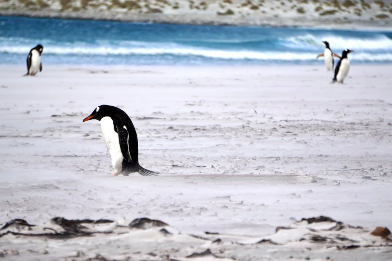 Falklands - 135.jpeg