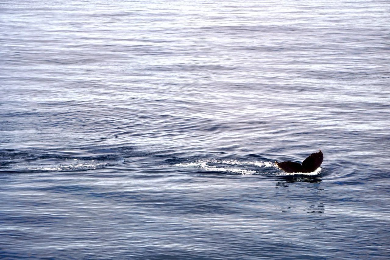 Elephant Island Sea Ice Humpback + Fin Whales - 166.jpeg