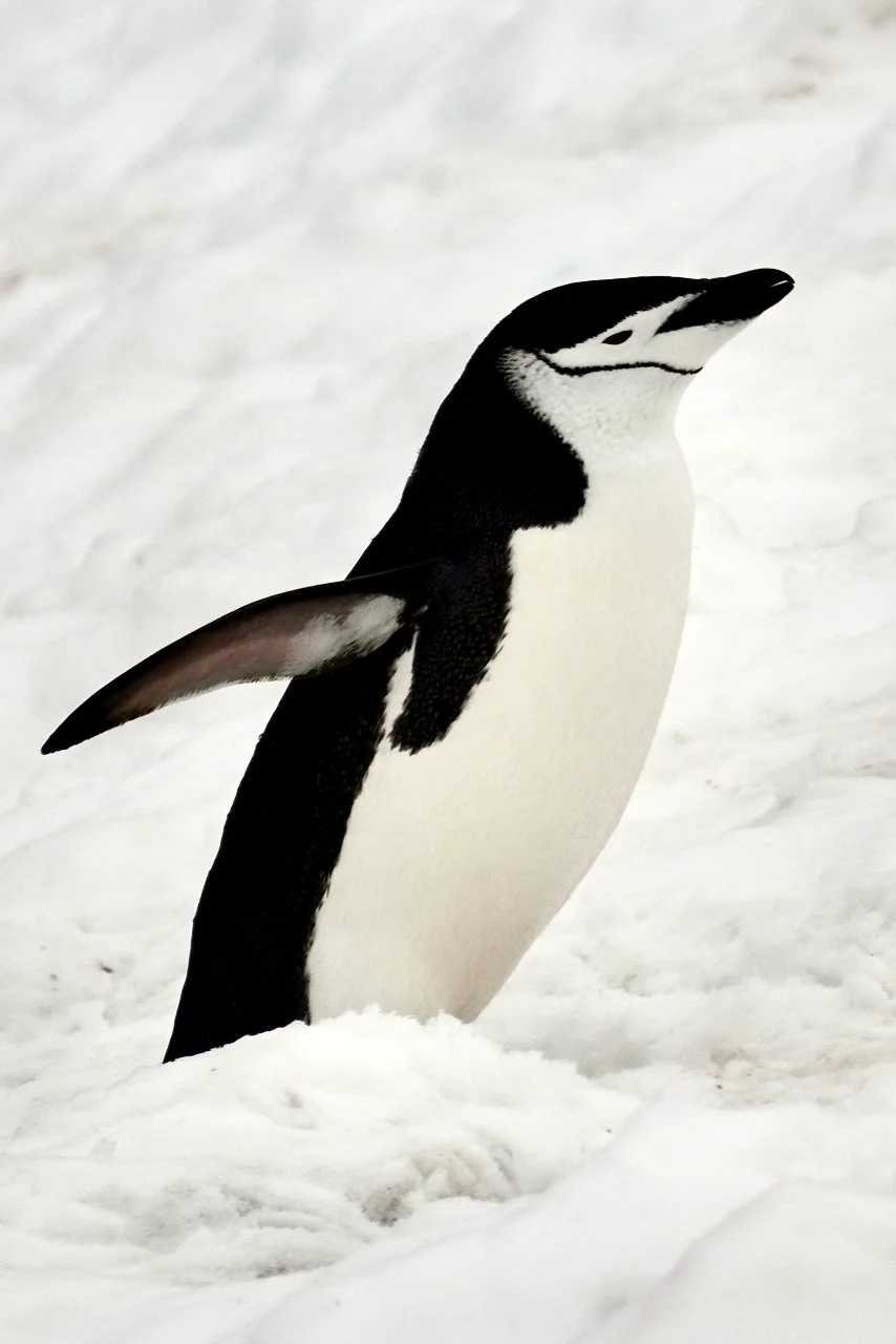 Half Moon Bay Antarctica - 72.jpeg