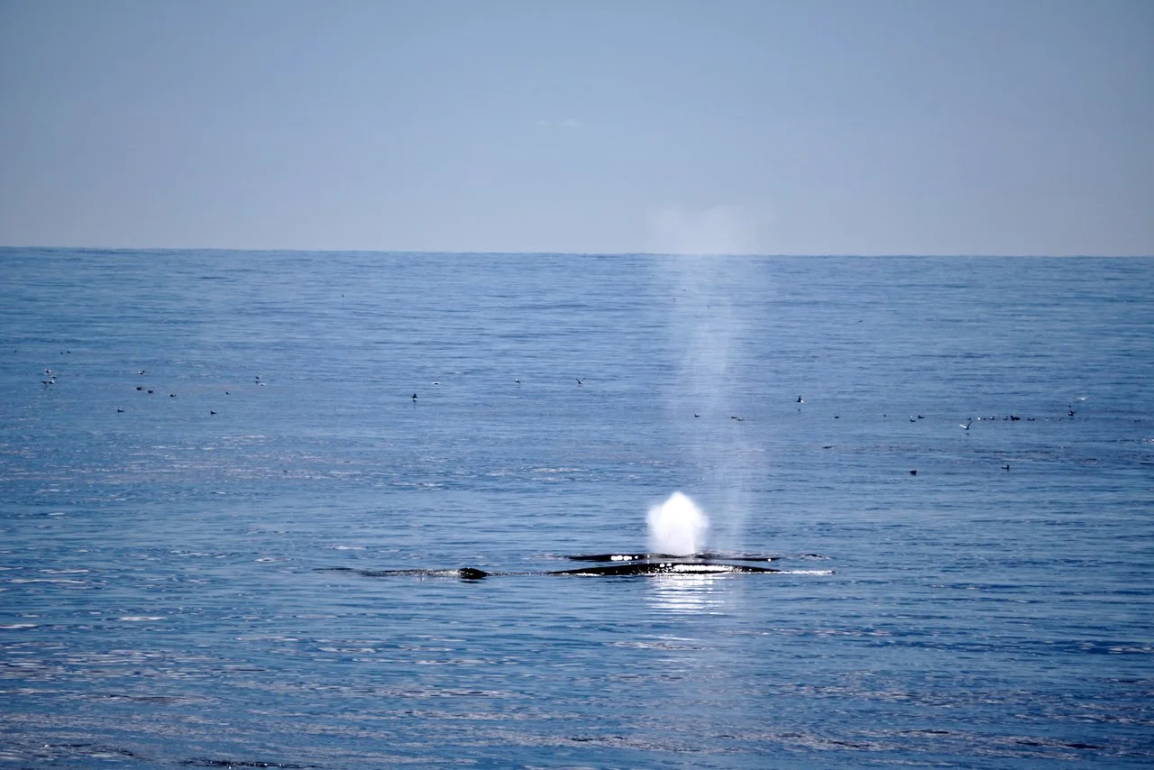 Elephant Island Sea Ice Humpback + Fin Whales - 49.jpeg