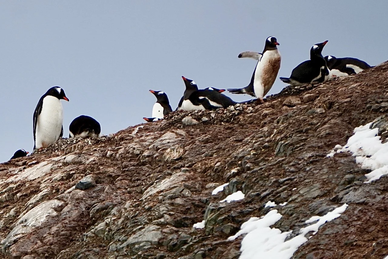 DHainaut Island Mikkelson Harbour - 70.jpeg