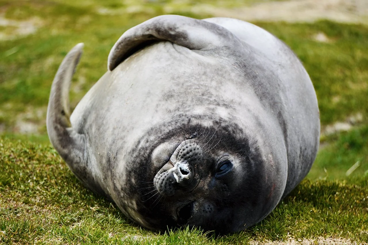 Juvenile elephant seal... at least they start out cute! This little one was so playful and photogenic!