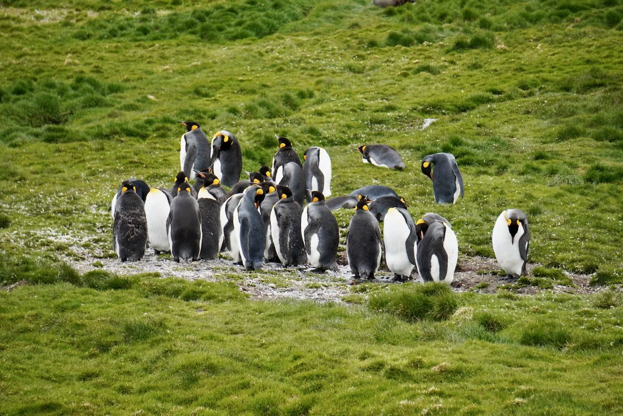 Grytviken South Georgia - 42.jpeg