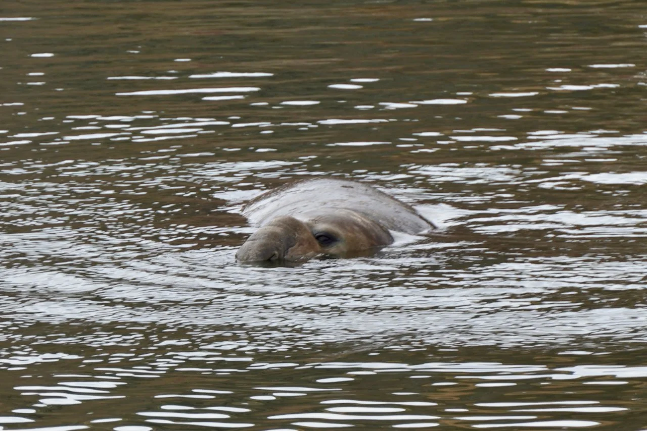 Grytviken South Georgia - 61.jpeg