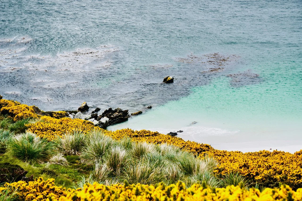 Falklands - 198.jpeg