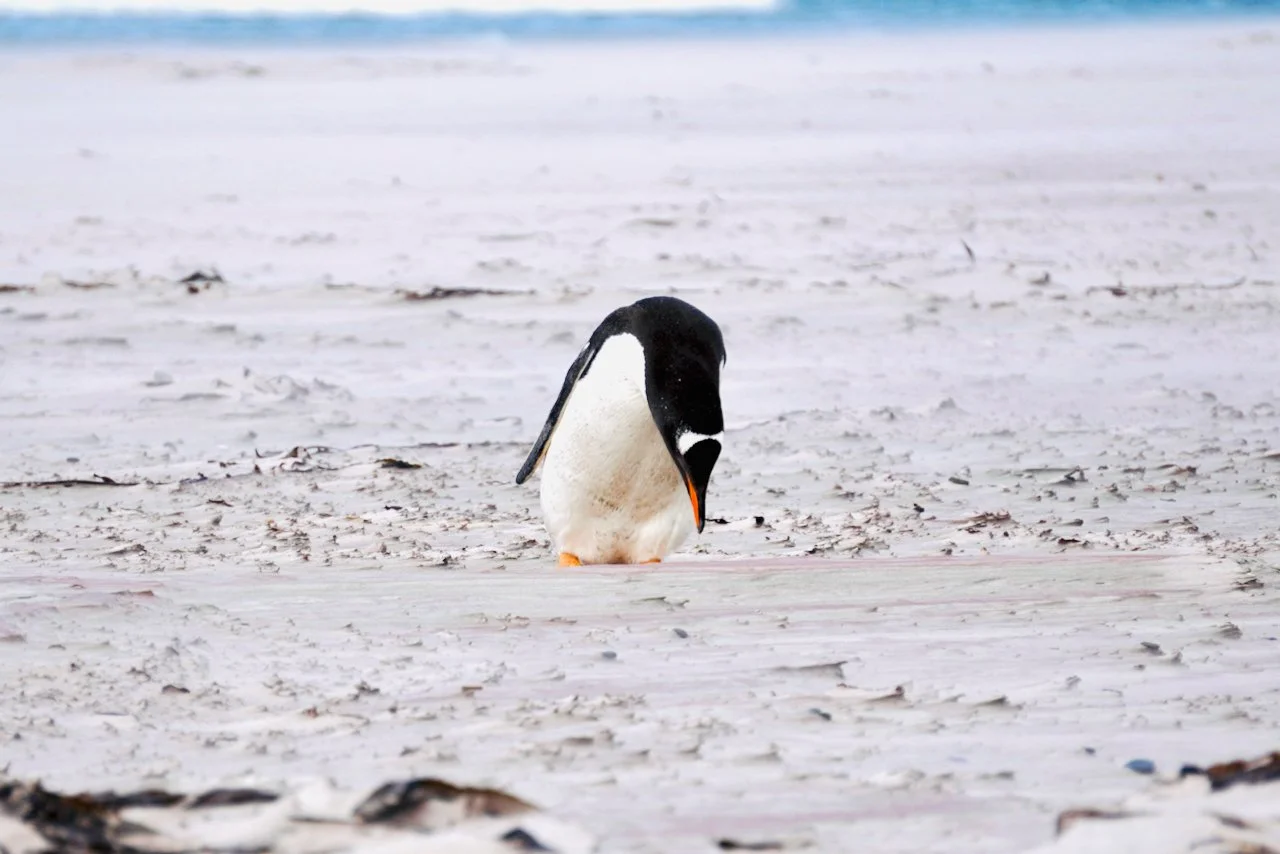 Falklands - 132.jpeg