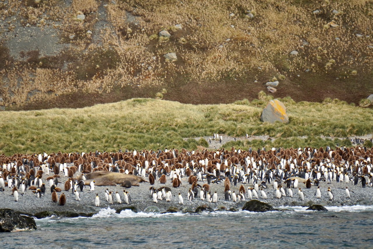 Royal Bay South Georgia - 9.jpeg