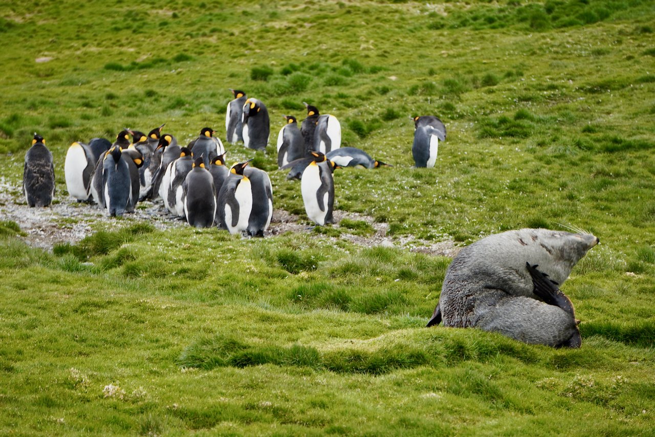 Grytviken South Georgia - 41.jpeg