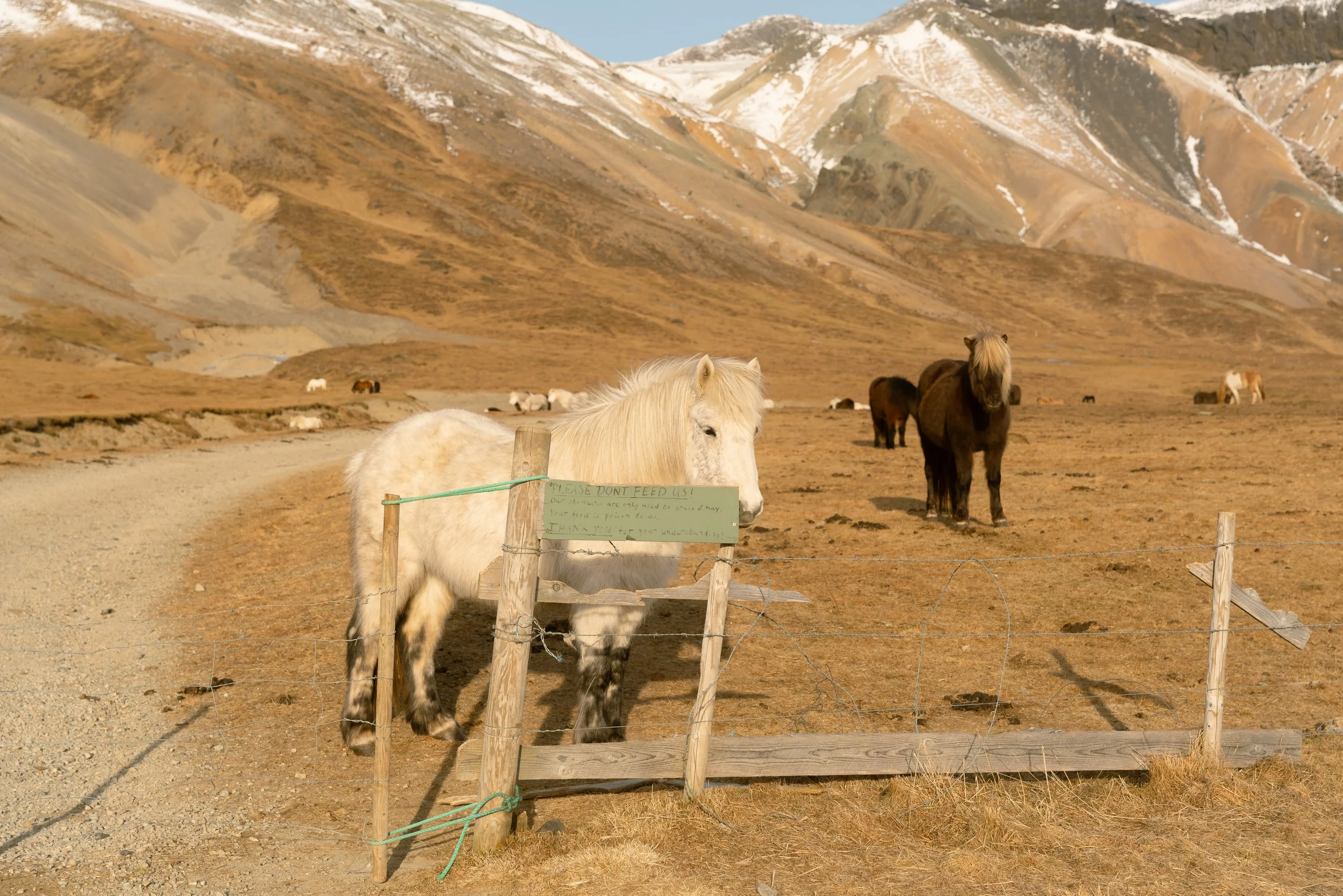 Iceland Medium-438.jpg