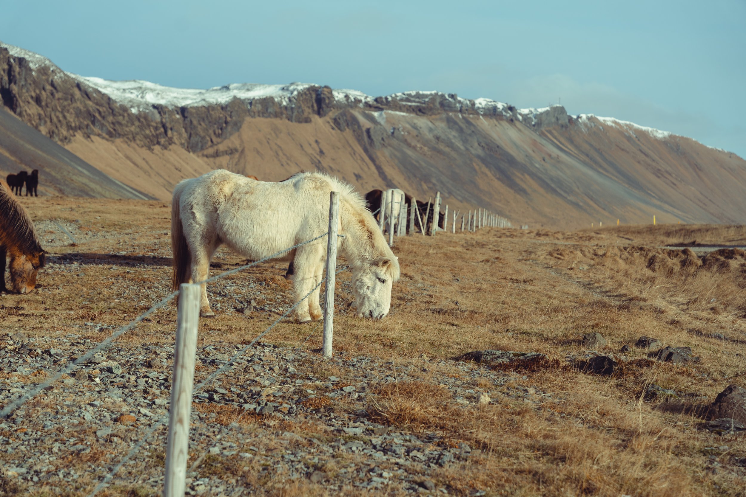 Iceland Medium-461.jpg