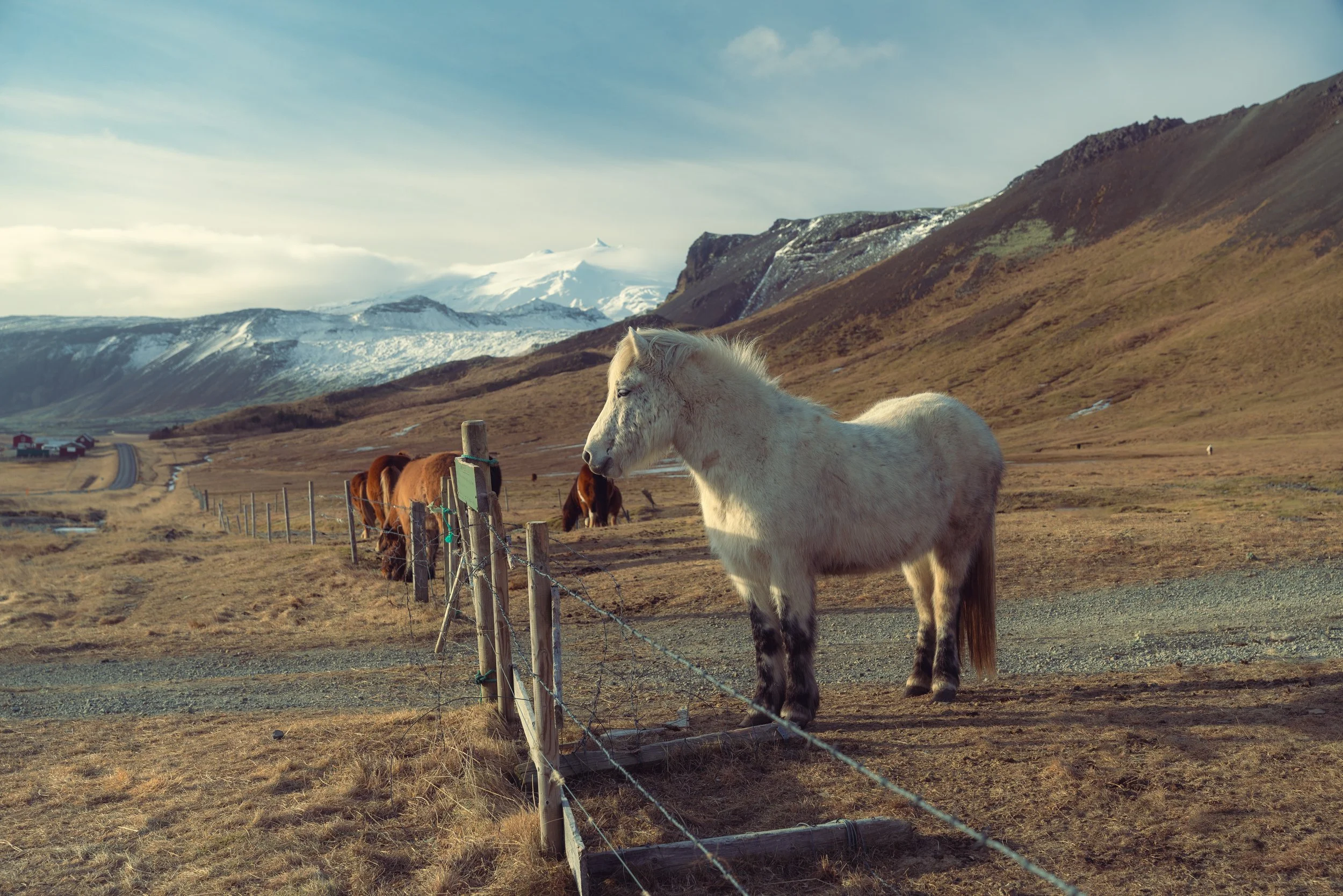 Iceland Medium-439.jpg