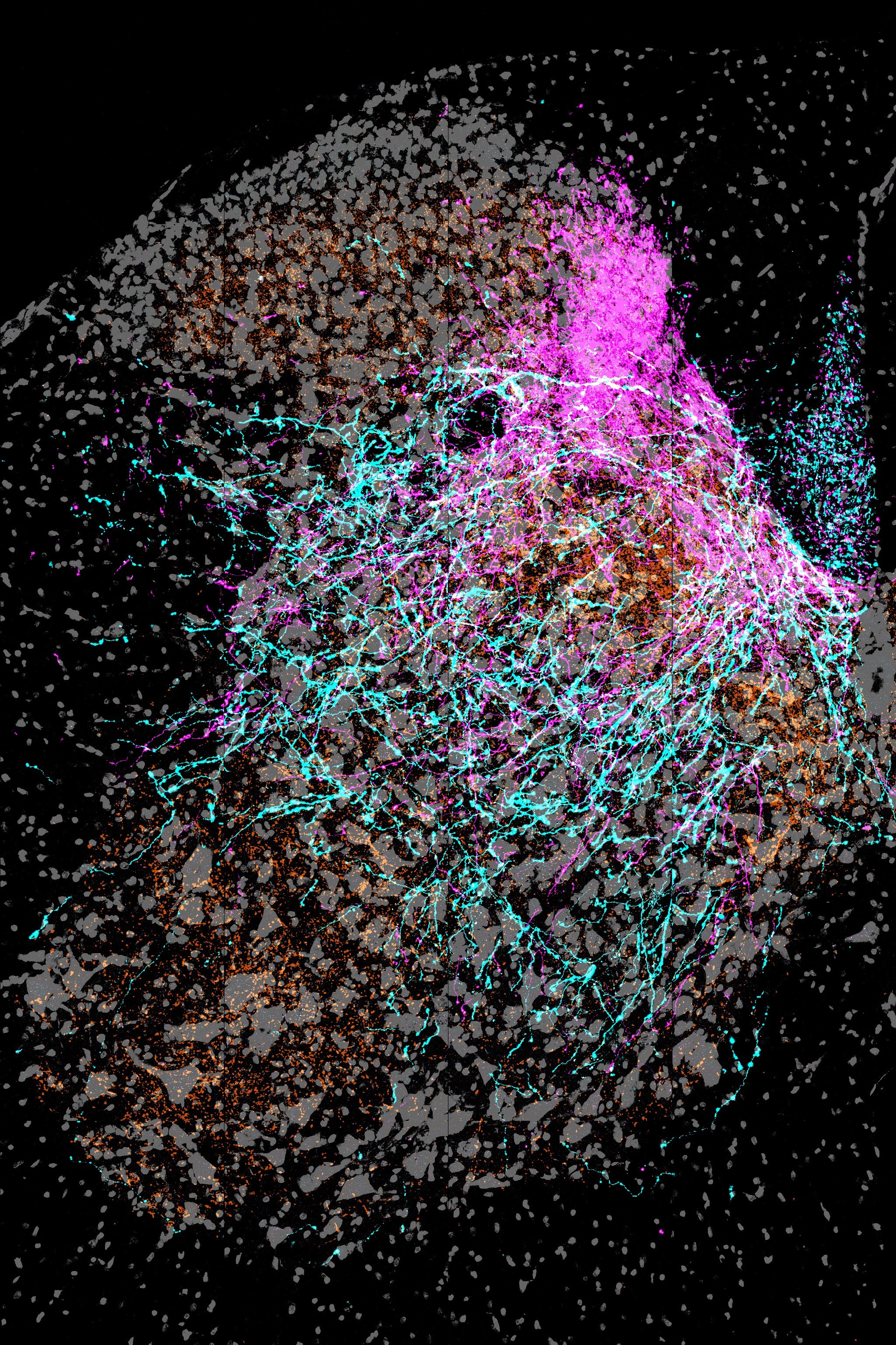  Cortical axons in the spinal cord 