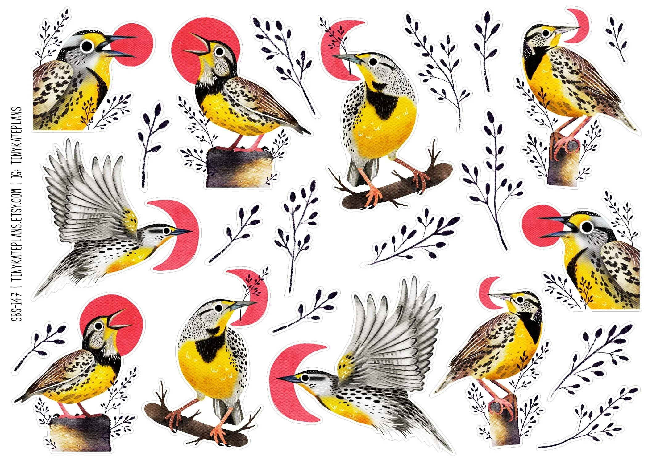 SBS-147 eastern meadowlark 5x7.jpg