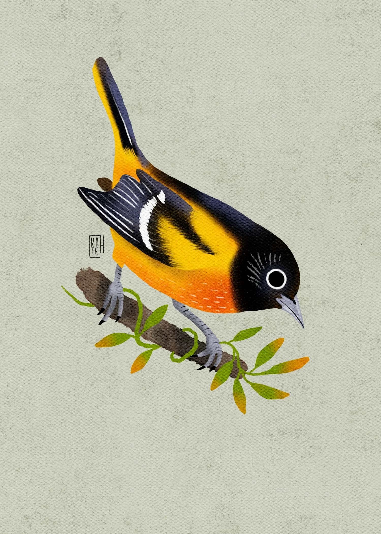 SBC-150 baltimore oriole-2.jpg