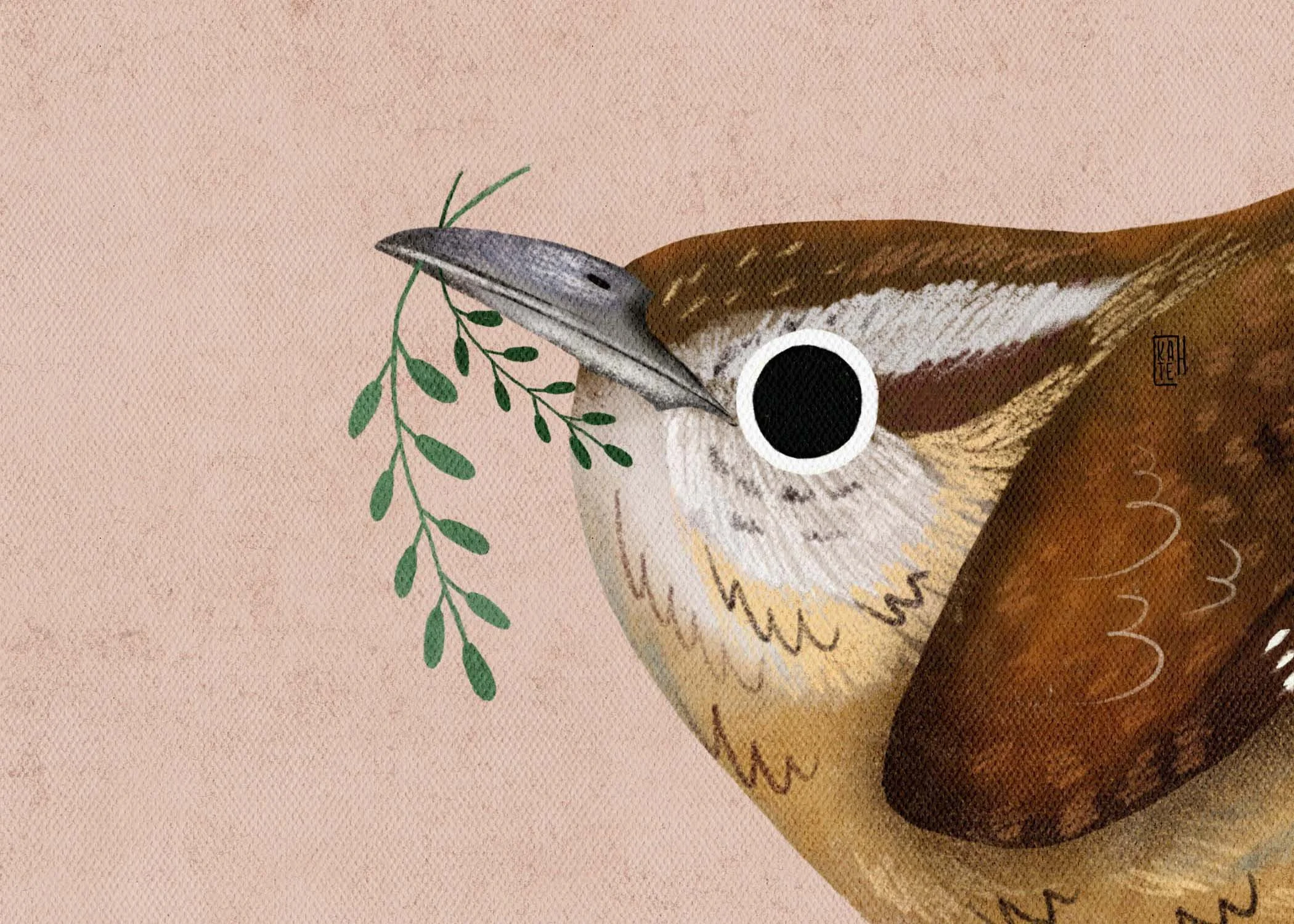 SBC-142 carolina wren-2.jpg