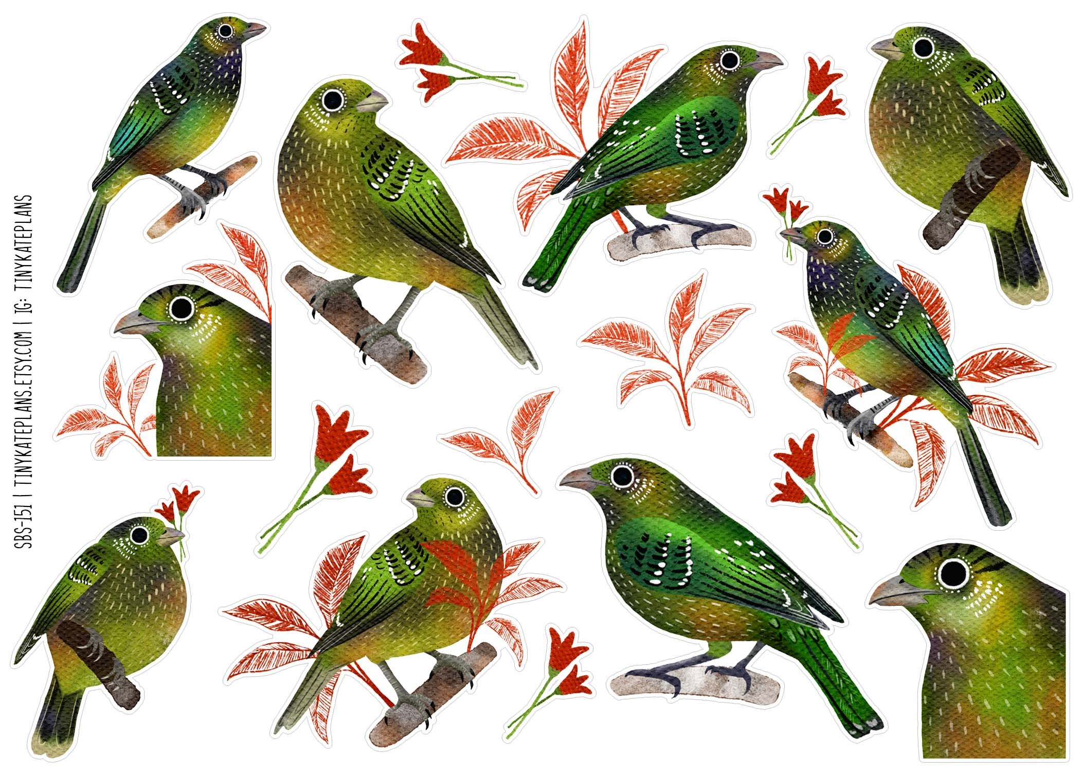 SBS-151 Green catbird 5x7.jpg