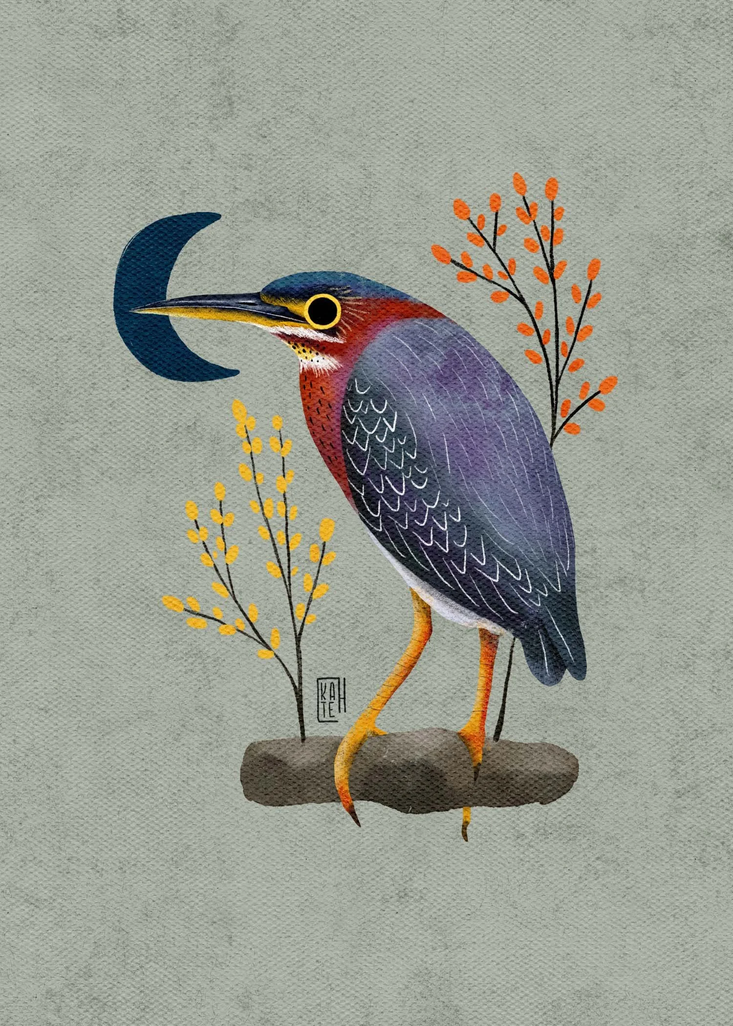 SBC-134 green heron-1.jpg
