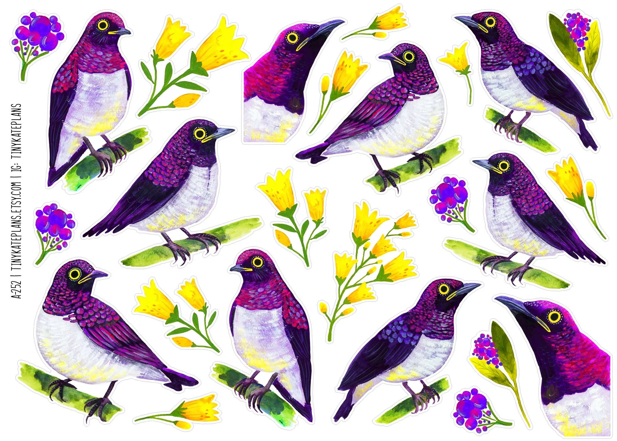 A-252 Violet backed starlings 5x7.jpg