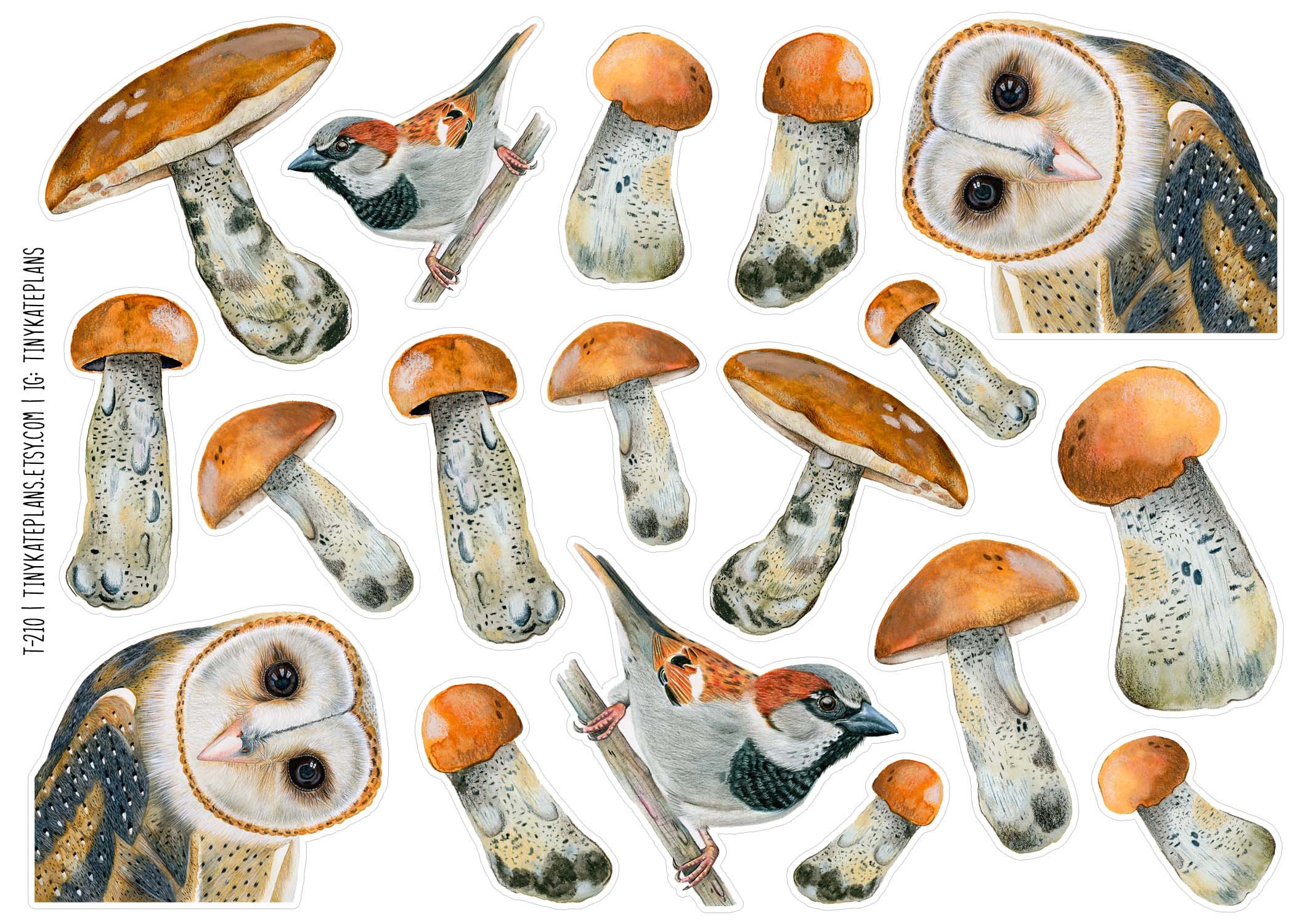 T-210 barn owl and shrooms 5x7.jpg (Copy)
