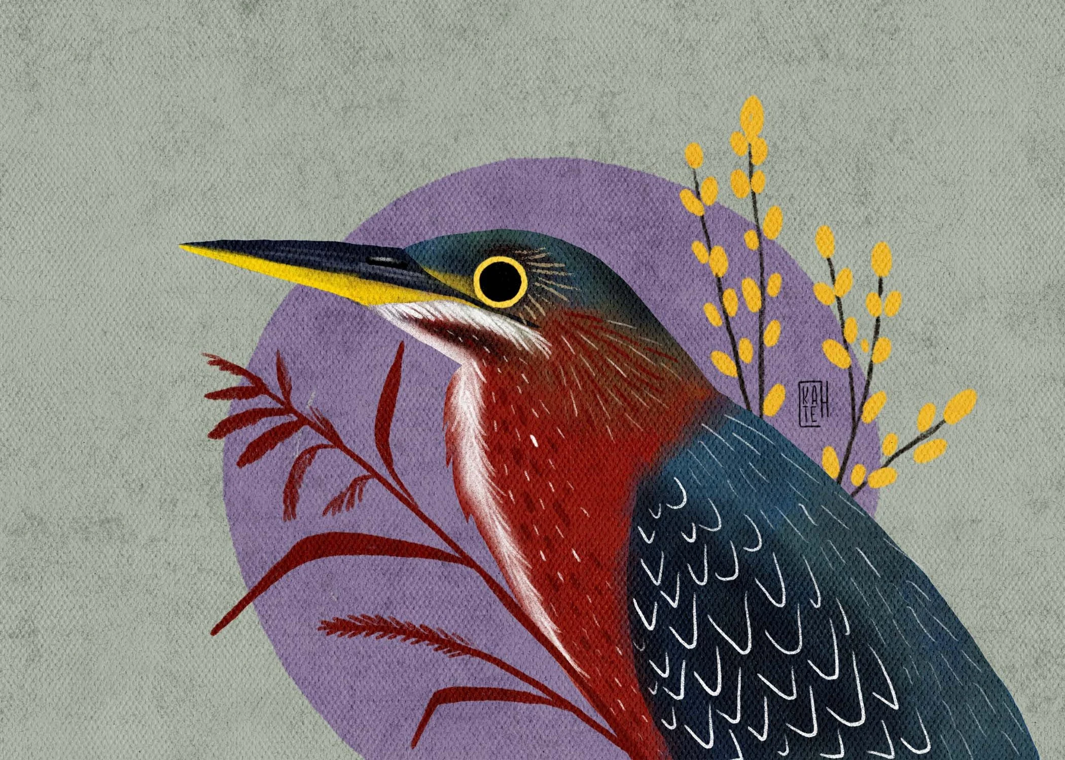 SBC-134 green heron-2.jpg