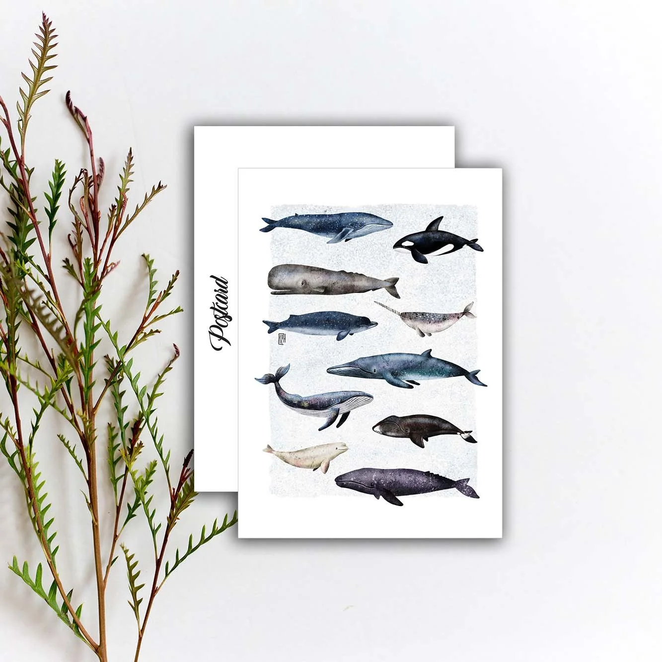 AC-240 whales 5x7 etsy.jpg