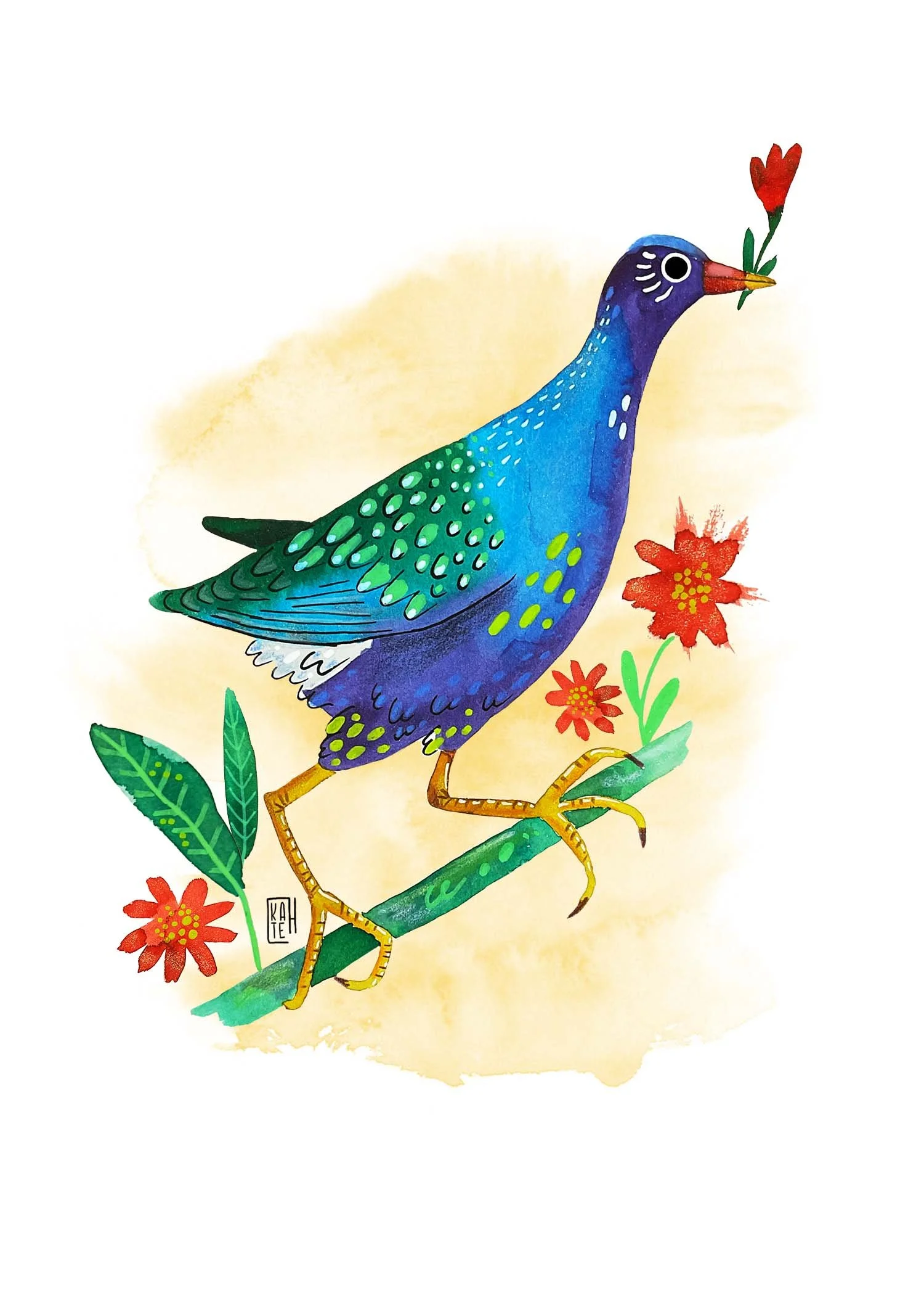 AC-230 purple gallinule-2.jpg