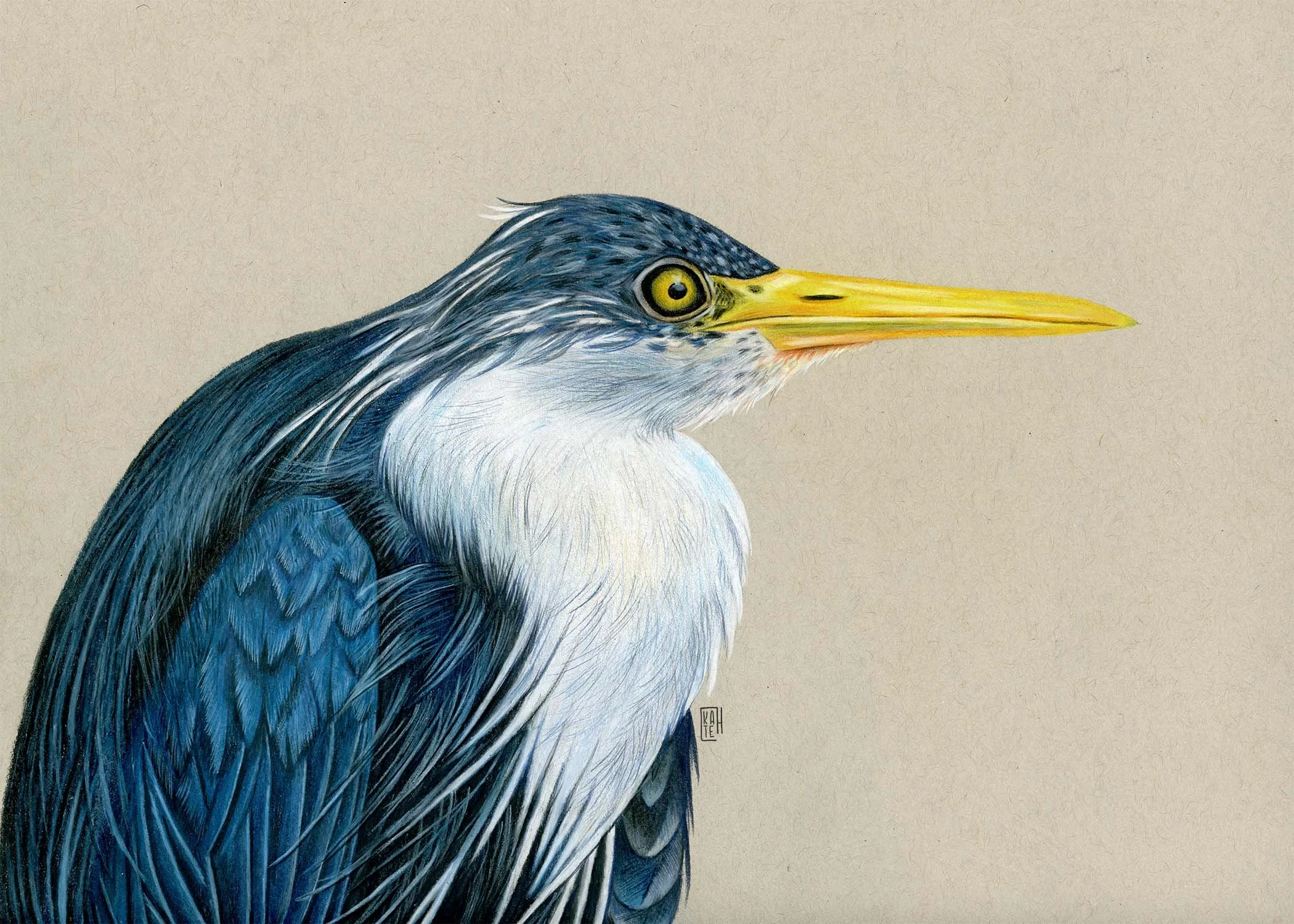 PC-117 pied heron 5x7.jpg
