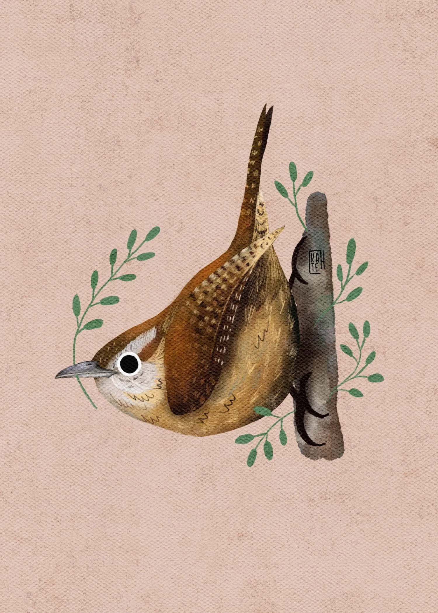 SBC-142 carolina wren-1.jpg