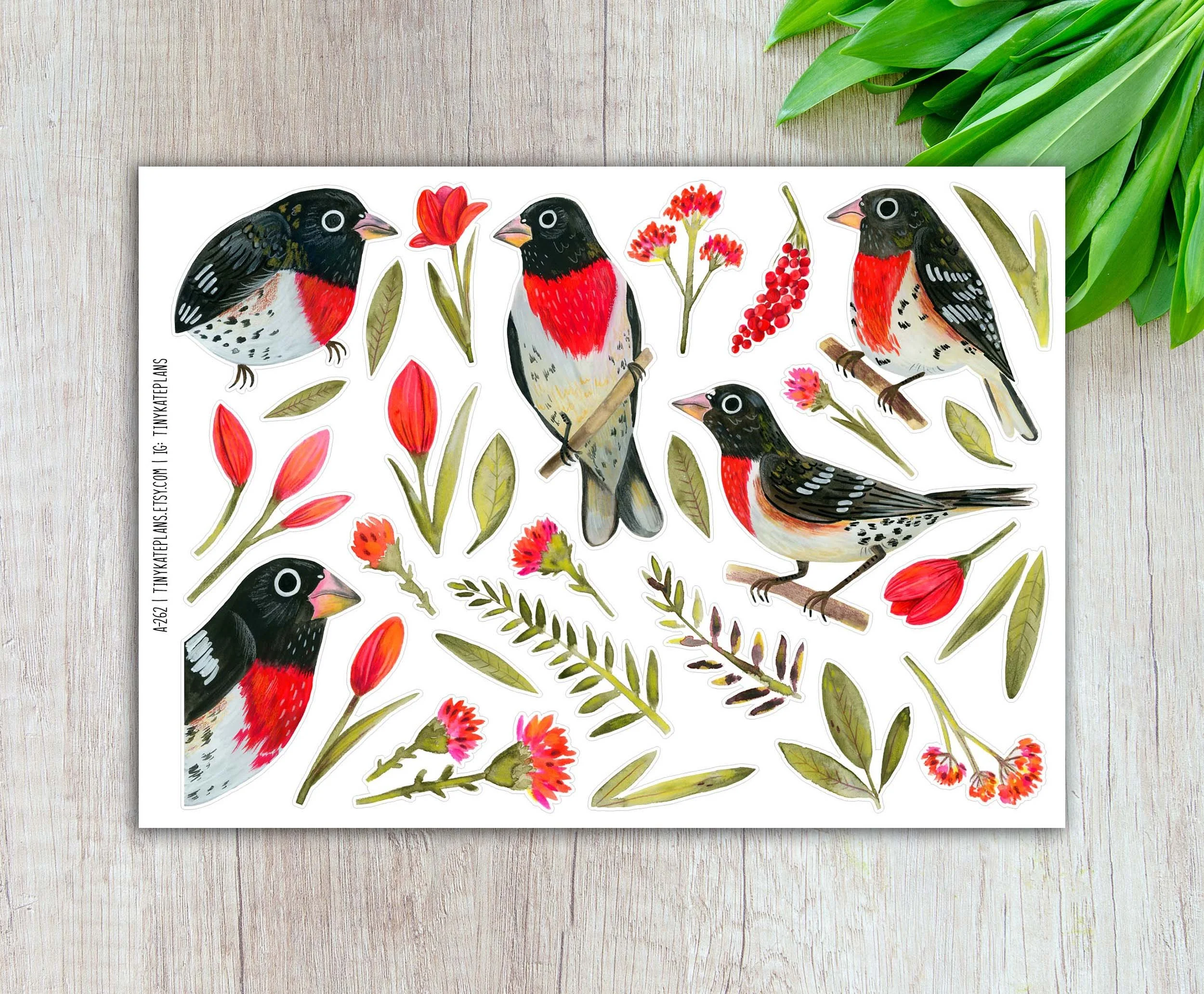 A-262 Rose breasted grosbeak 5x7 etsy.jpg
