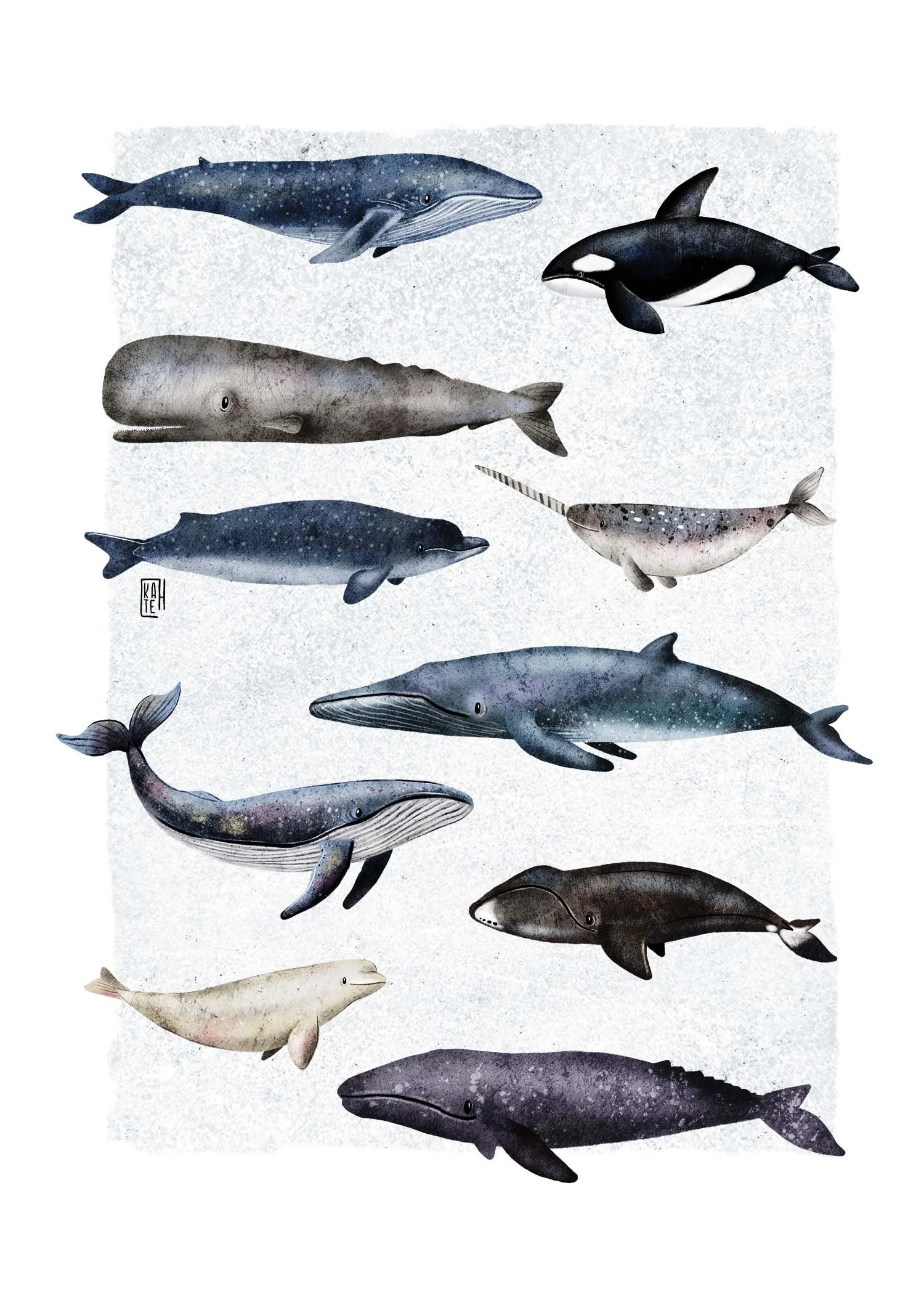 AC-240 whales 5x7.jpg