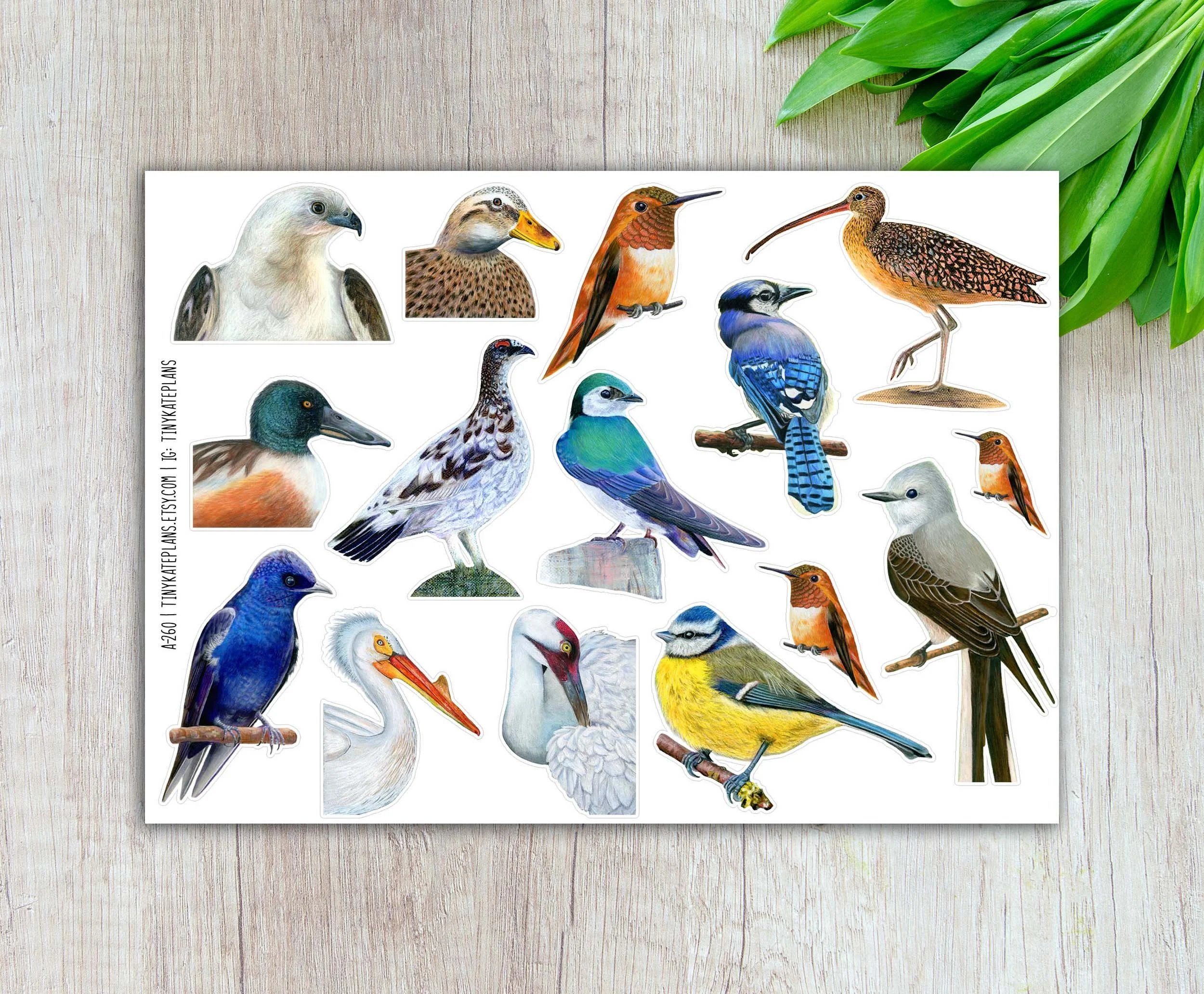 A-260 realistic birds three 5x7 etsy.jpg