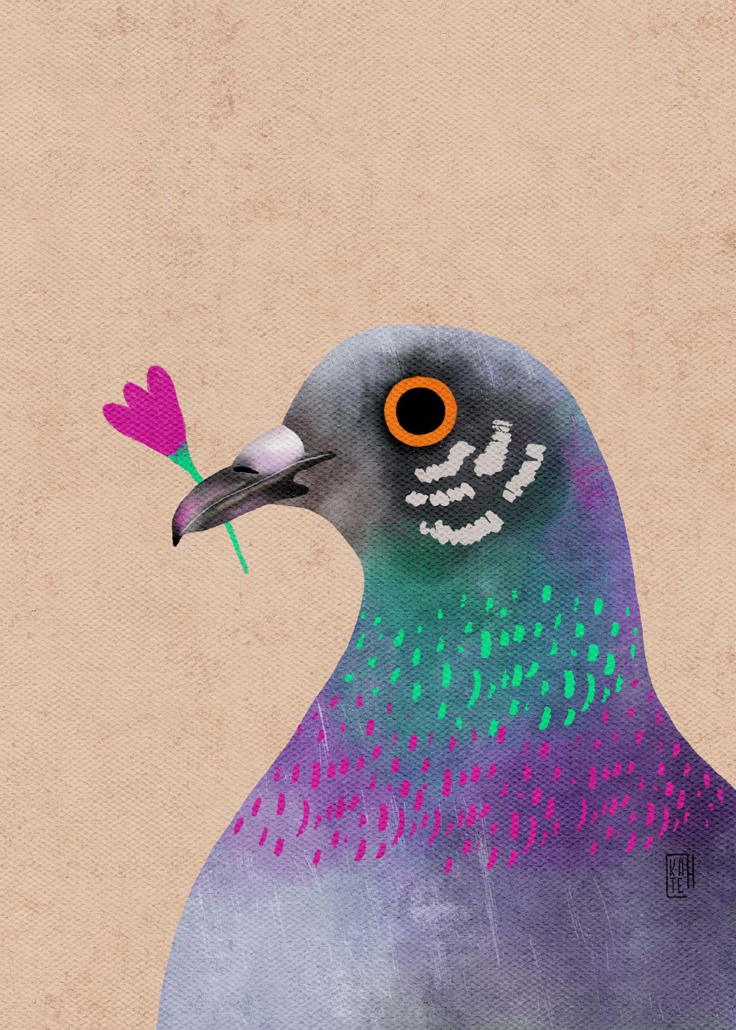 SBC-144 rock pigeons-1.jpg