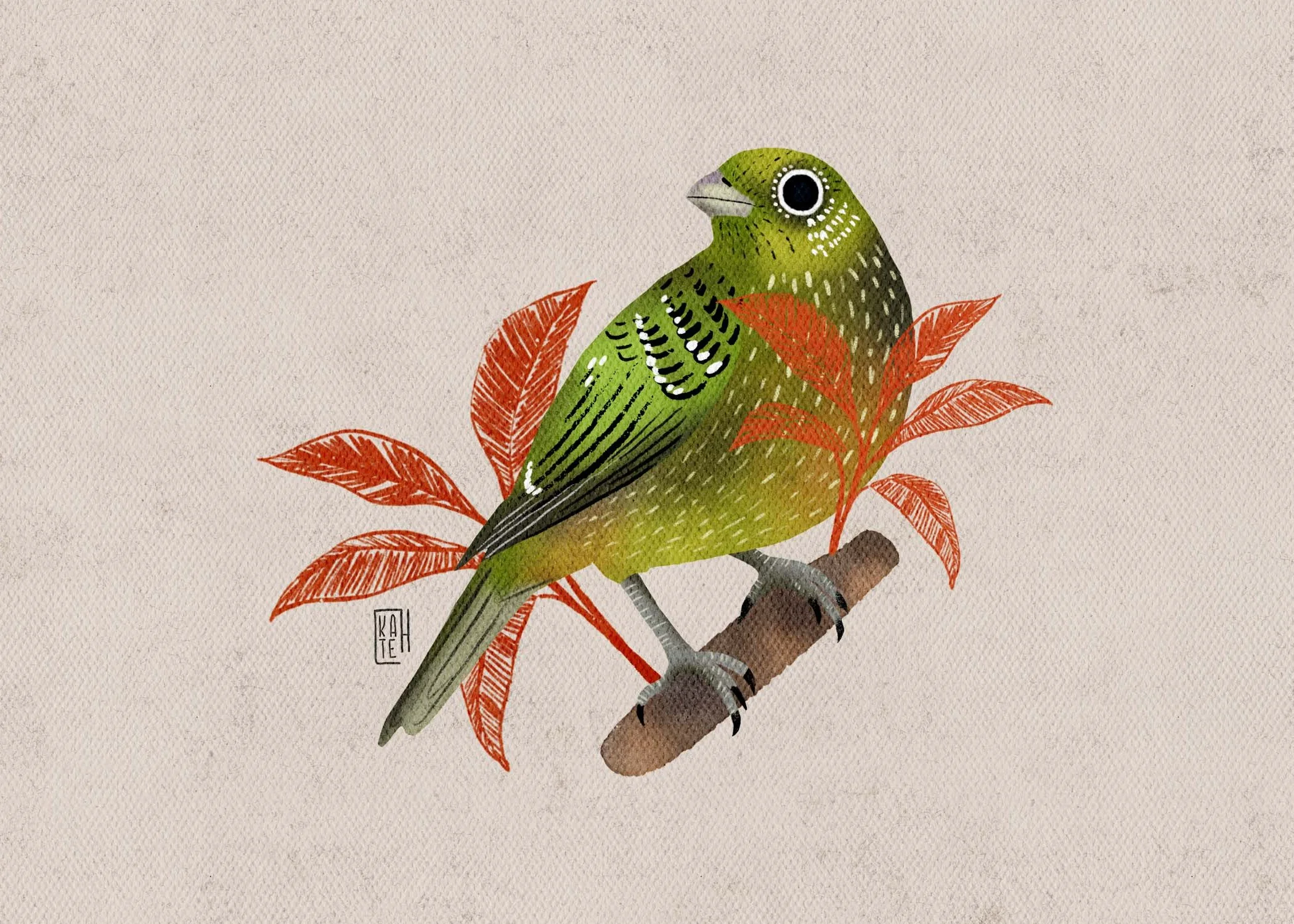 SBC-151 green catbird-5.jpg